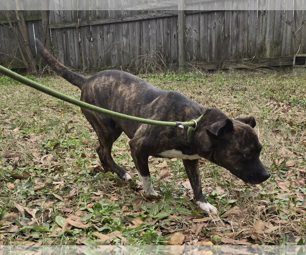 Medium Photo #4 Mutt Puppy For Sale in Jackson, MS, USA