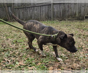 Francis - Female Mutt Dog for Adoption - Photo #4