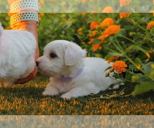 Maltipoo Puppy for sale in LAS VEGAS, NV, USA