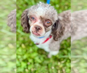 Shih-Poo Dogs for adoption in Pacolet, SC, USA