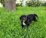 Puppy 4 Cane Corso-Mastiff Mix