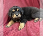 Puppy Puppy 2 Tibetan Mastiff