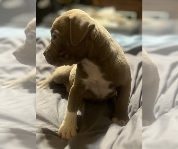 Medium Photo #6 American Bully Puppy For Sale in BUFFALO, NY, USA