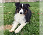 Small #1 Australian Shepherd