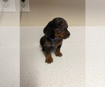 Small #8 Dachshund