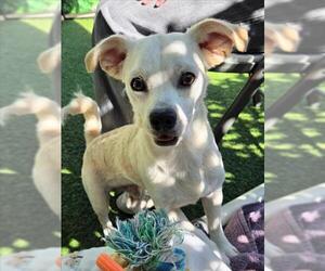 Chihuahua Dogs for adoption in Woodland, CA, USA