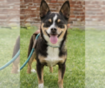 Small #2 Chihuahua Mix