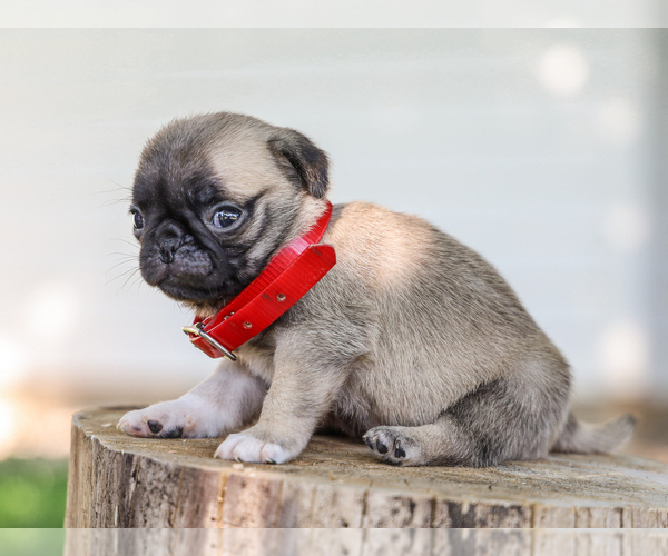 Medium Photo #3 Pug Puppy For Sale in LIBERTY, KY, USA