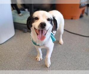 Cavalier King Charles Spaniel-Unknown Mix Dogs for adoption in Orange, CA, USA