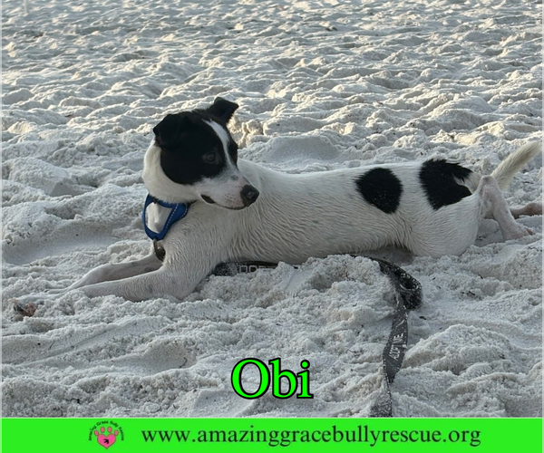 Medium Photo #28 Jack Russell Terrier-Unknown Mix Puppy For Sale in Milton, FL, USA