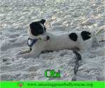 Small #27 Jack Russell Terrier Mix