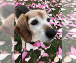 Small #3 Beagle