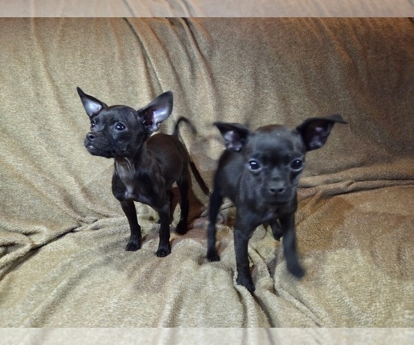 Medium Photo #5 Chug Puppy For Sale in HILLSDALE, MI, USA