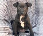 Small Labrador Retriever Mix