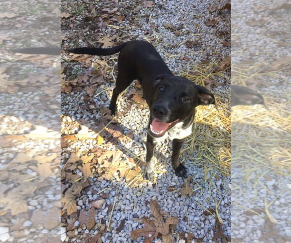 Medium Photo #1 Mutt Puppy For Sale in Harrison, AR, USA