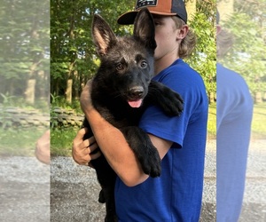 German Shepherd Dog Puppy for sale in PULASKI, PA, USA
