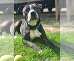 Small #3 American Pit Bull Terrier Mix