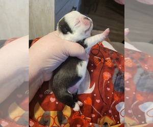 Pug Puppy for sale in SIDNEY, OH, USA