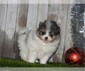 Pomeranian Puppy for sale in VIRGINIA BEACH, VA, USA