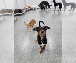 Blair Adoption Pending! - Female Doberman Pinscher-Unknown Mix Dog for Adoption - Photo #13