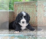 Puppy 3 Miniature Bernedoodle