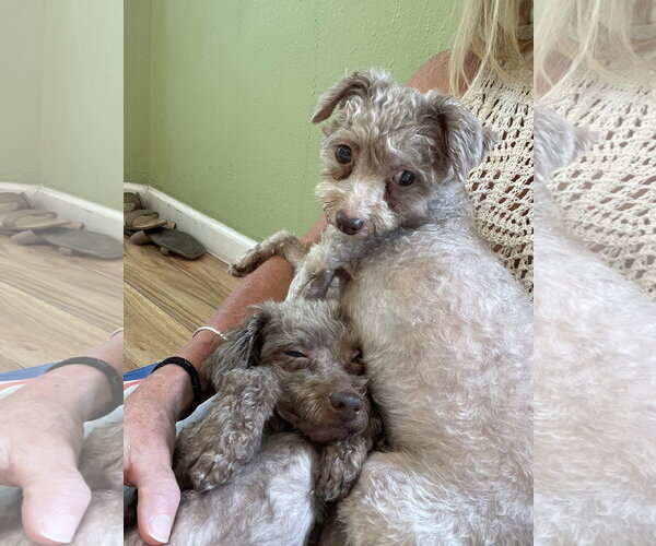 Medium Photo #4 Poodle (Miniature) Puppy For Sale in Valrico, FL, USA