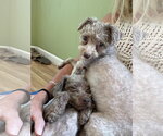 Small #3 Poodle (Miniature)