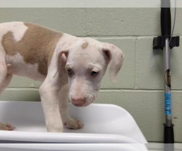 Medium Photo #1 Mutt Puppy For Sale in Tulsa, OK, USA