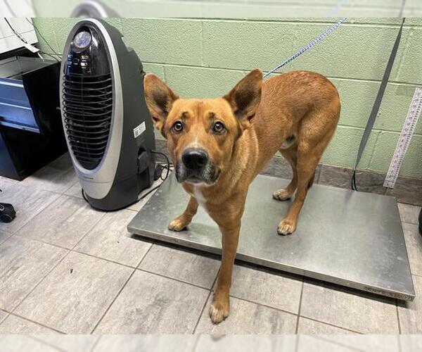 Medium Photo #1 Carolina Dog-Unknown Mix Puppy For Sale in Grand Prairie, TX, USA