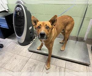 Carolina Dog-Unknown Mix Dogs for adoption in Grand Prairie, TX, USA