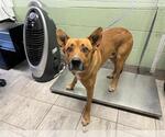 Small Carolina Dog Mix