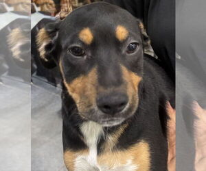 Quincy - Female Mutt Dog for Adoption - Photo #3