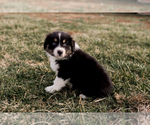 Small Photo #3 Australian Shepherd Puppy For Sale in RED BUD, IL, USA