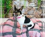 Small #4 Jack-Rat Terrier