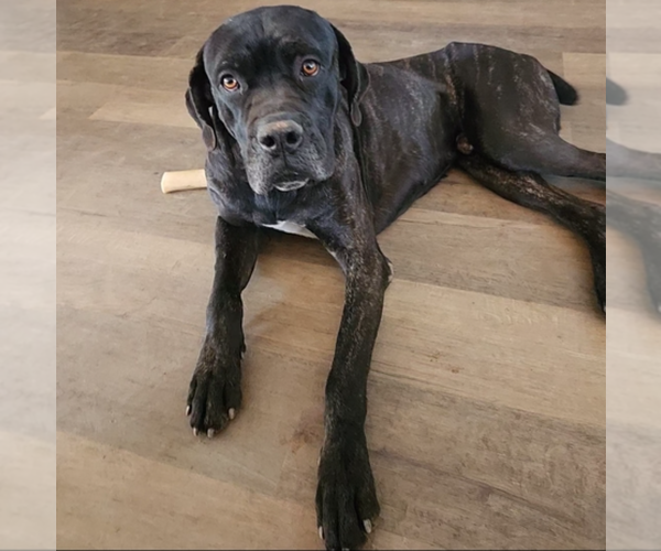 Medium Photo #9 Mutt Puppy For Sale in garner, NC, USA