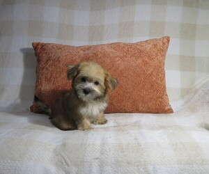 Morkie Puppy for Sale in COOKEVILLE, Tennessee USA
