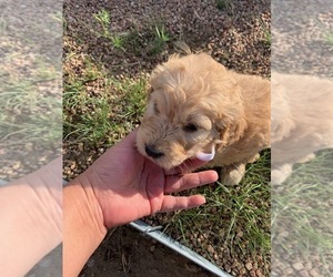 Goldendoodle Puppy for sale in FOUNTAIN, CO, USA