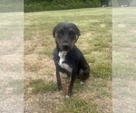 Small #1 Feist Terrier Mix