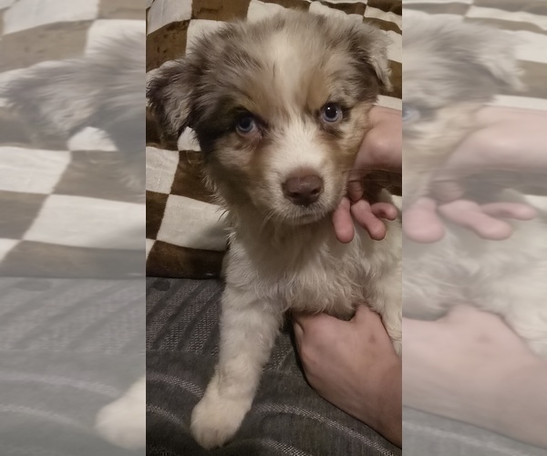 Medium Photo #3 Australian Shepherd Puppy For Sale in ROY, UT, USA