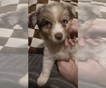 Small #2 Australian Shepherd