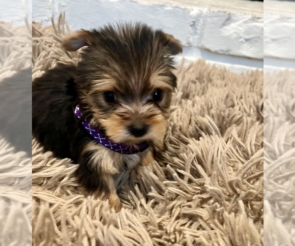 Medium Photo #4 -Yorkshire Terrier Mix Puppy For Sale in BRUNSWICK, OH, USA