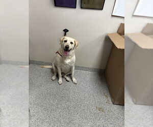 Labrador Retriever Dogs for adoption in Pasadena, TX, USA