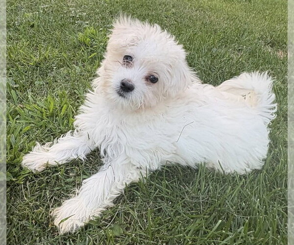 Medium Photo #2 Maltese-Unknown Mix Puppy For Sale in Andover, MN, USA