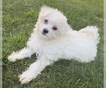 Small #1 Maltese Mix