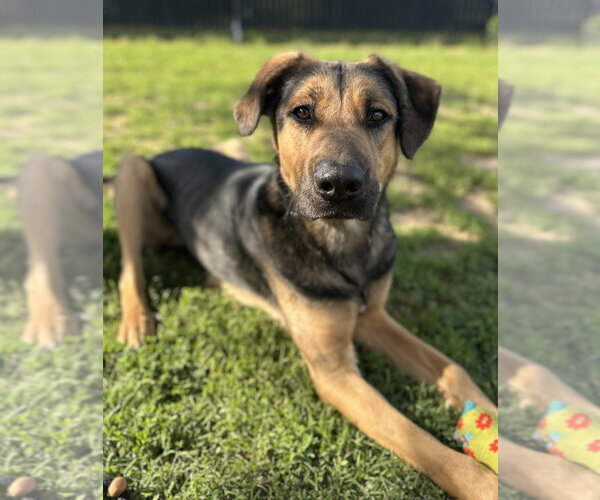 Medium Photo #20 Rottweiler-Siberian Husky Mix Puppy For Sale in Evansville, IN, USA