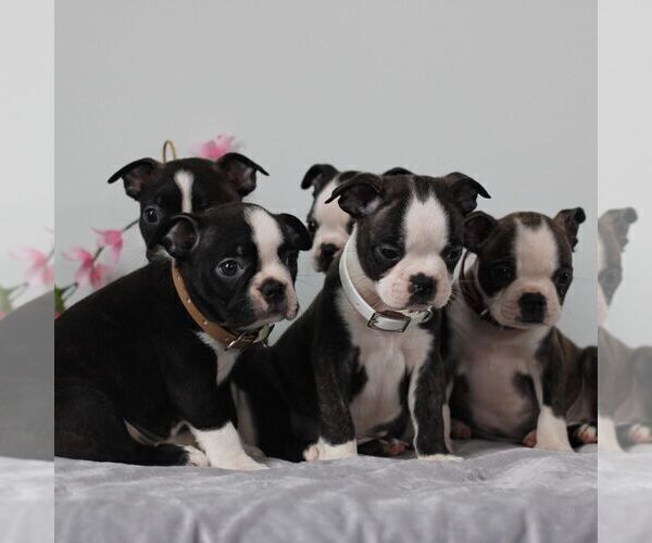 Medium Photo #2 Boston Terrier Puppy For Sale in PORT ROYAL, PA, USA