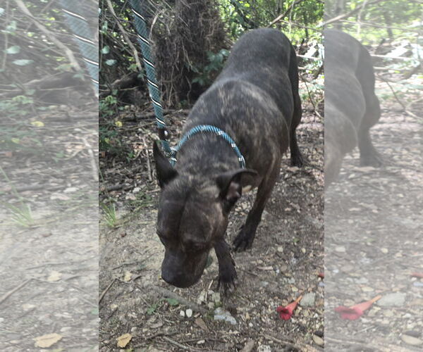 Medium Photo #3 American Staffordshire Terrier-Unknown Mix Puppy For Sale in Jackson, MS, USA