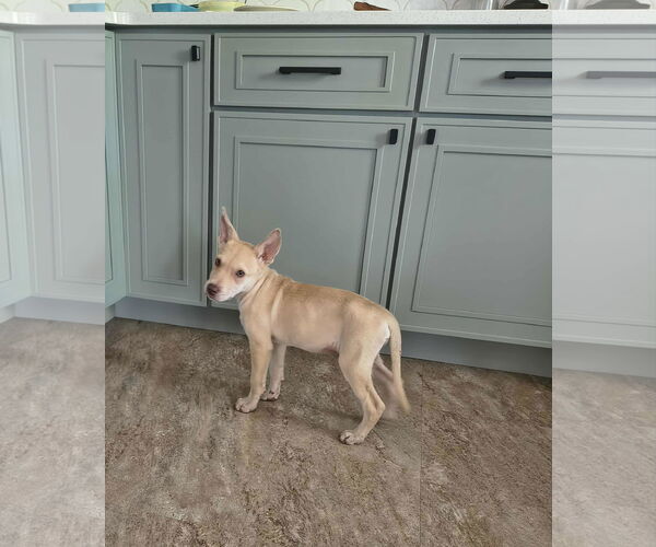 Medium Photo #3 German Shepherd Dog-Unknown Mix Puppy For Sale in Hoffman Estates, IL, USA