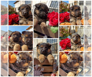 German Shepherd Dog Puppy for sale in SAN BERNARDINO, CA, USA