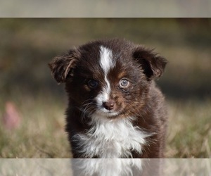Miniature American Shepherd Puppy for sale in PALM COAST, FL, USA
